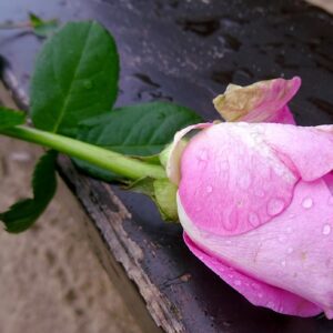 Donate a Christmas Meal and receive a Certificate to display